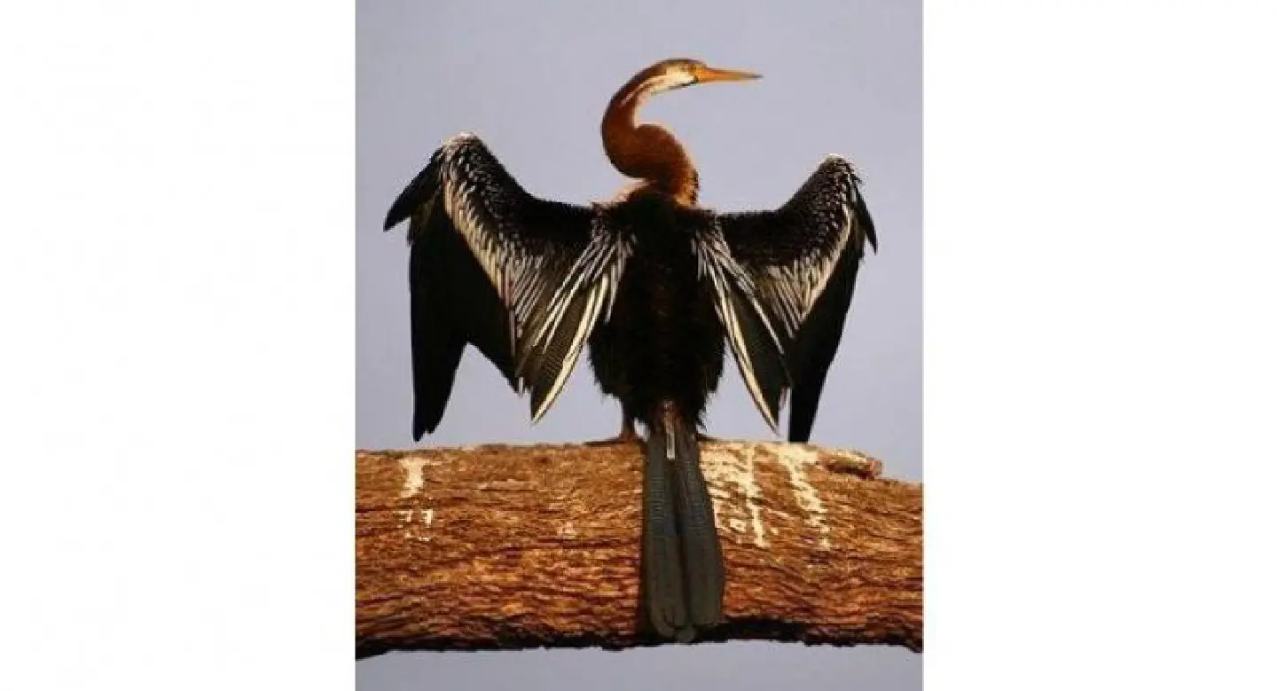 In search of the elusive ‘snakebird’ In search of the elusive ‘snakebird’