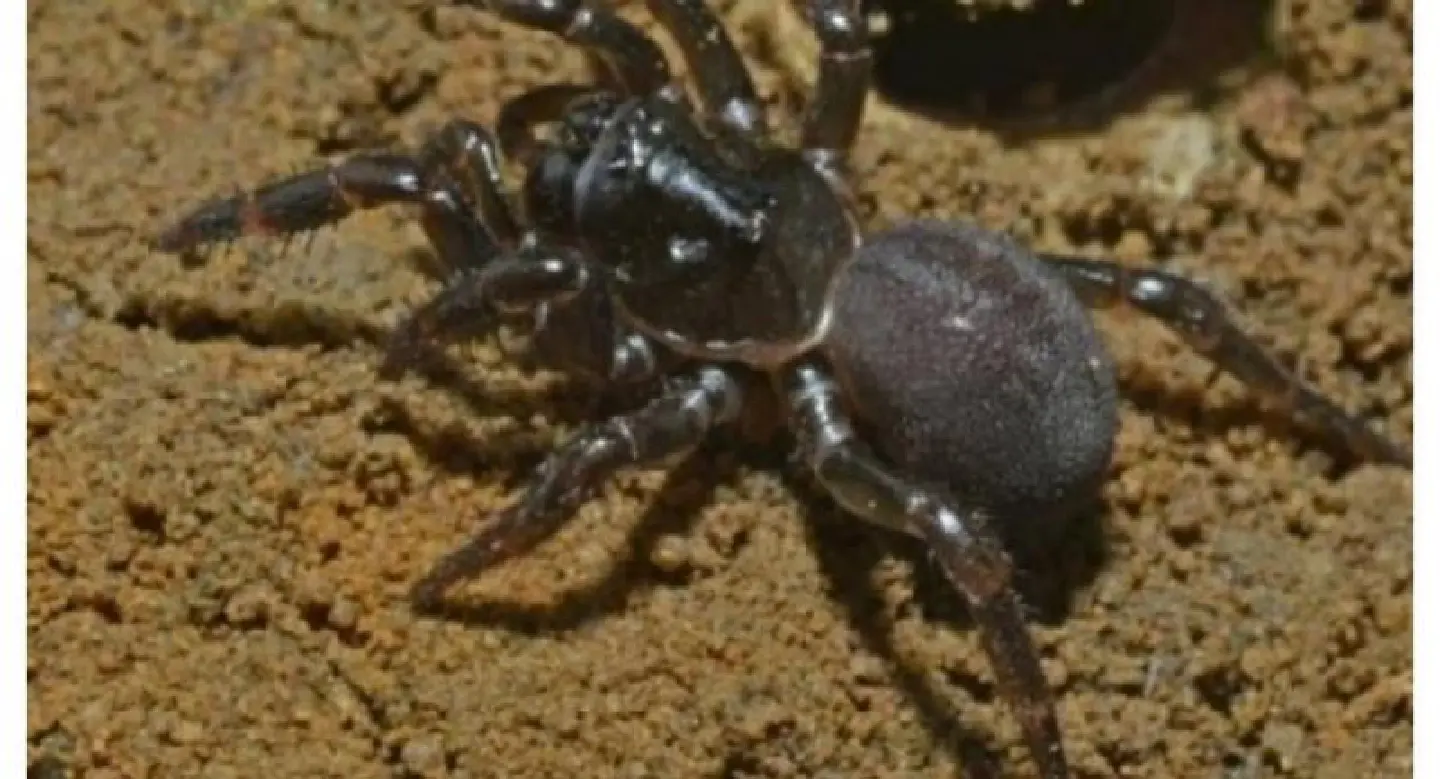 Idle spiders' epic sea journey from Africa to Australia: study Idle spiders' epic sea journey from Africa to Australia: study
