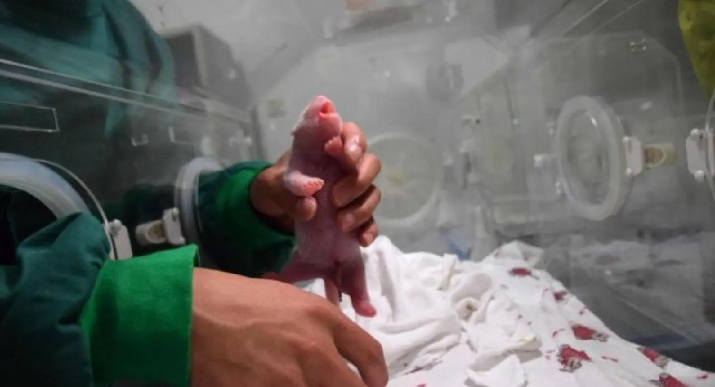 Giant panda gives birth to twins at record 23 years old Giant panda gives birth to twins at record 23 years old