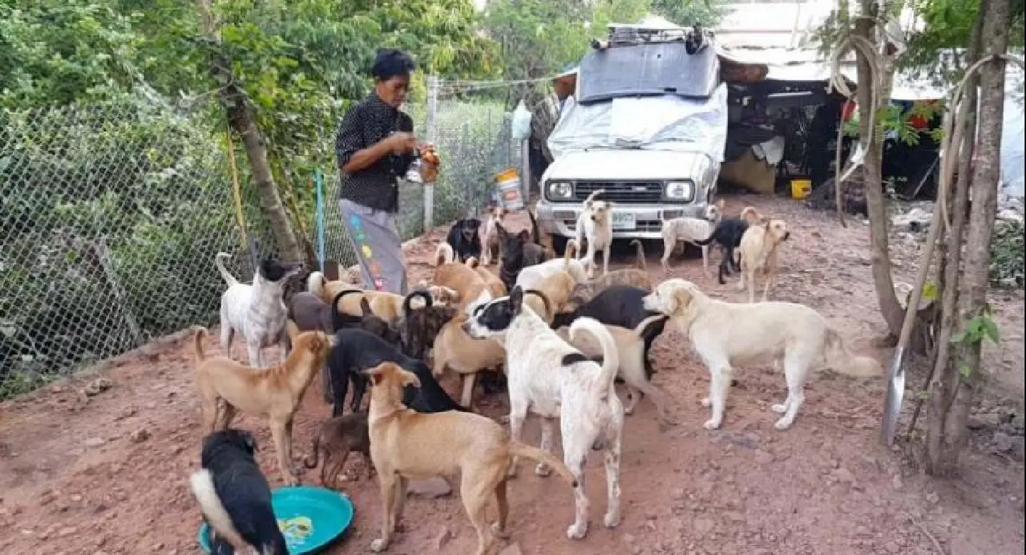 Squatter with 43 stray dogs told to vacate plot in 20 days