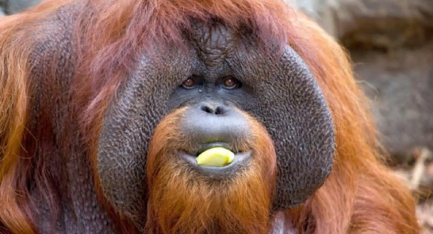 Sign language orangutan dead at 39 Sign language orangutan dead at 39