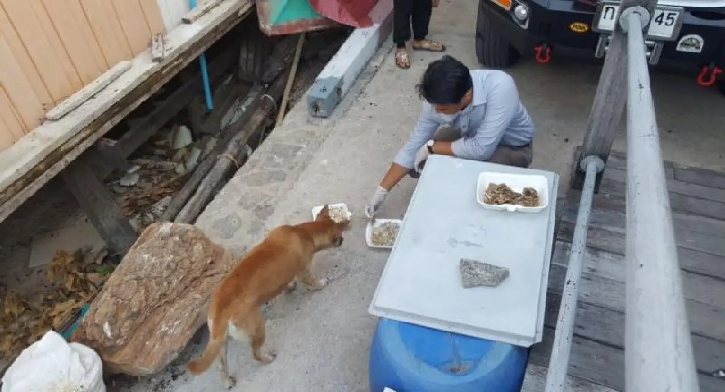 Hua Hin declared temporary rabies outbreak zone Hua Hin declared temporary rabies outbreak zone
