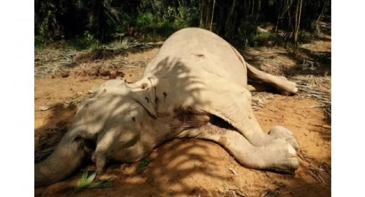 Elephant's death could have been revenge Elephant's death could have been revenge