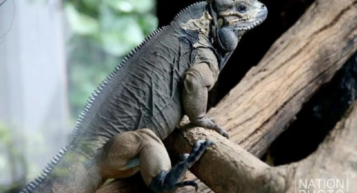 Dusit Zoo adds two rhinoceros iguanas to exhibit