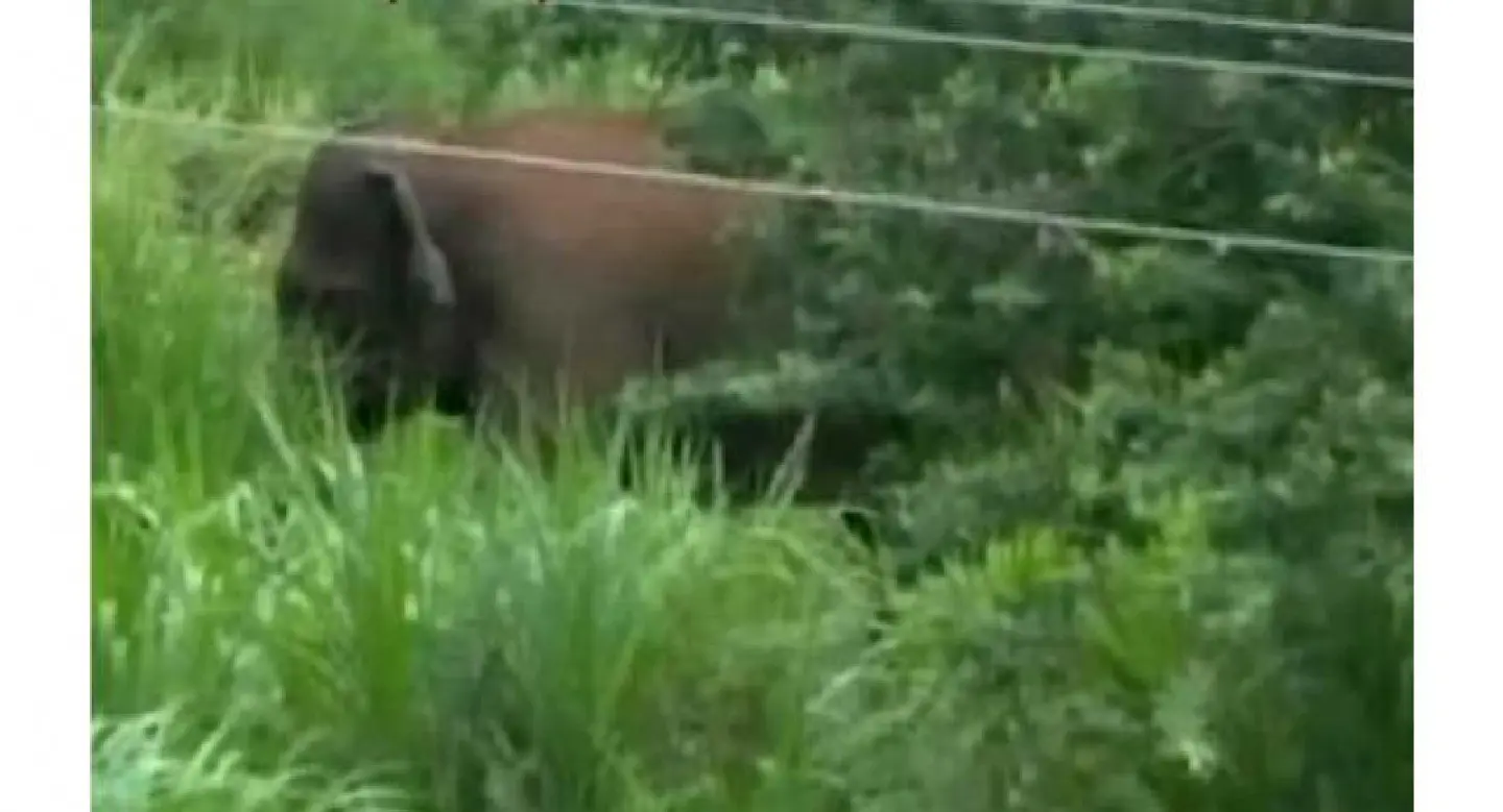 Shoot-to-kill: India hunts serial killer elephant Shoot-to-kill: India hunts serial killer elephant
