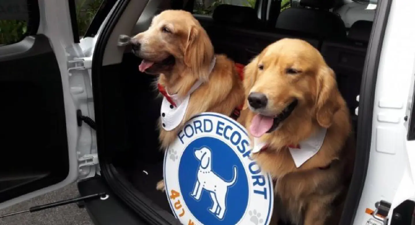 It’s fun to take your ‘4-legged buddy’ on a road trip It’s fun to take your ‘4-legged buddy’ on a road trip