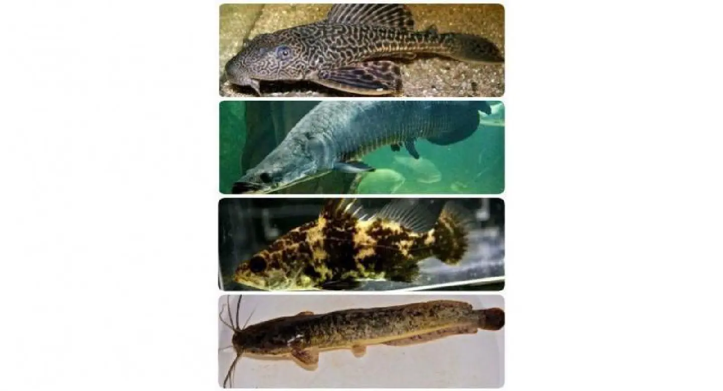 Alien marine species driving indigenous species ‘towards extinction’ Alien marine species driving indigenous species ‘towards extinction’