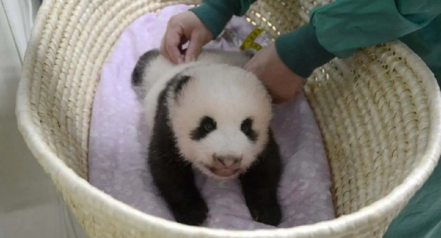 Tokyo zoo releases video of 'fluffy' baby panda Tokyo zoo releases video of 'fluffy' baby panda