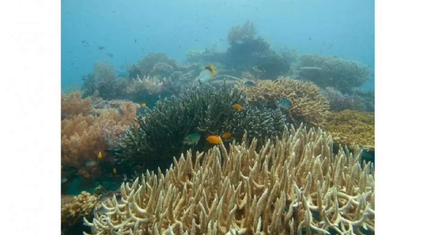 Japan launches study into suspected Chinese coral poaching Japan launches study into suspected Chinese coral poaching