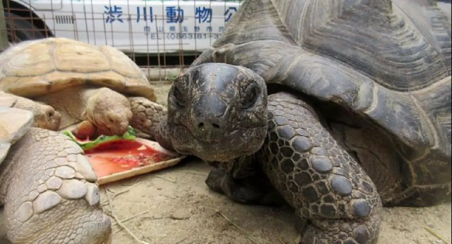 Giant tortoise that fled Japan zoo found 140 metres away Giant tortoise that fled Japan zoo found 140 metres away