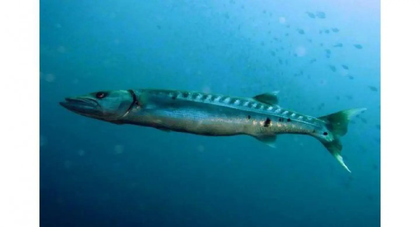 Japanese tourist may be attacked by barracuda, says Phuket governor Japanese tourist may be attacked by barracuda, says Phuket governor