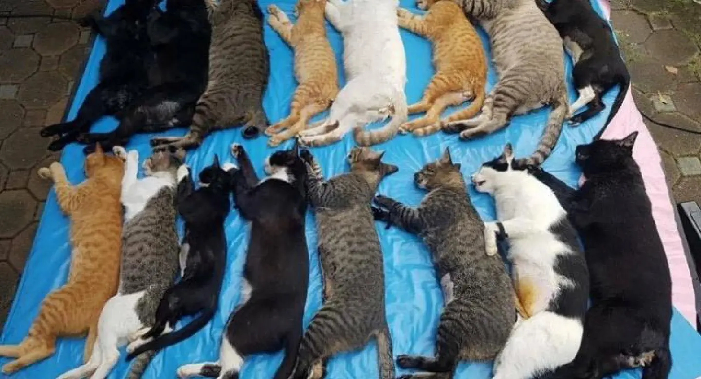 Lumpini Park cats to be put up for adoption Lumpini Park cats to be put up for adoption