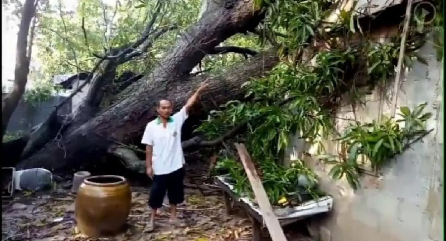 Families recount narrow escape after massive tree falls Families recount narrow escape after massive tree falls