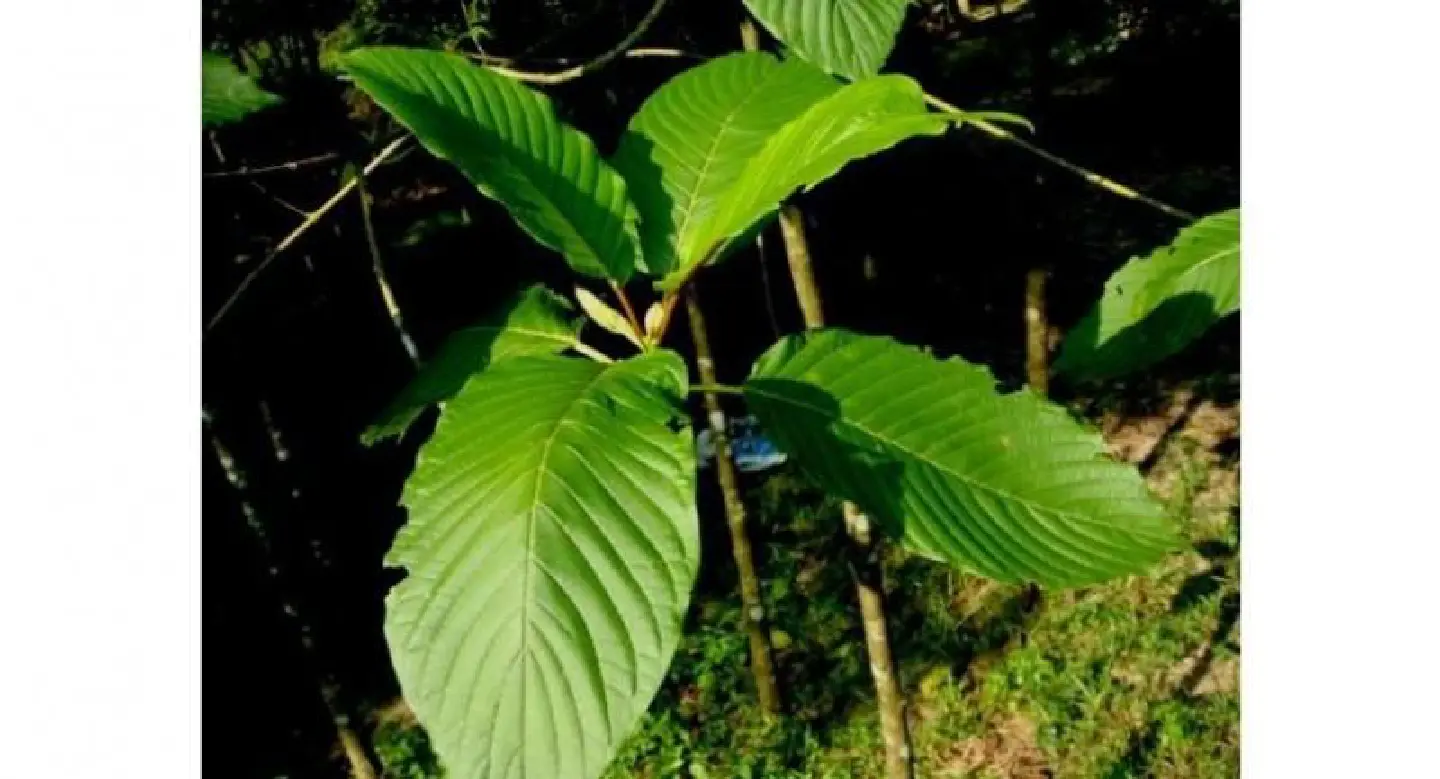 Decriminalise kratom, make it an energy drink: doctor