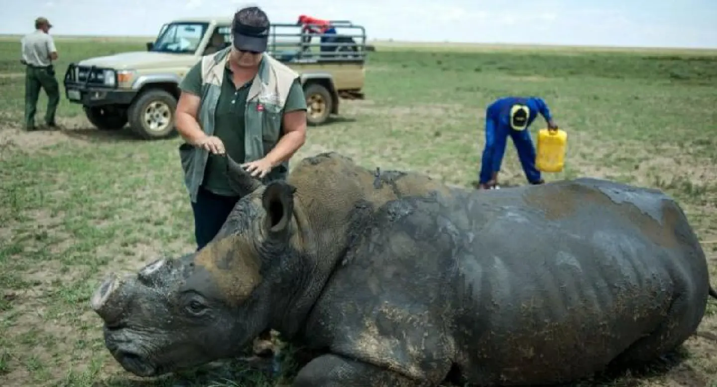 South Africa's first online rhino horn auction set to open South Africa's first online rhino horn auction set to open