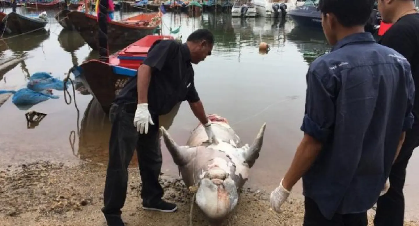 Dugong carcass sent for autopsy to know cause of death Dugong carcass sent for autopsy to know cause of death