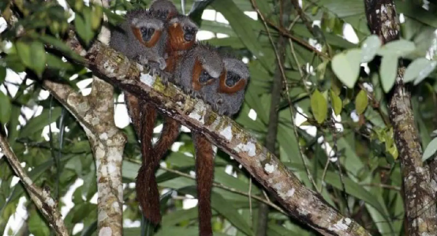Nearly 400 new species discovered in Amazon Nearly 400 new species discovered in Amazon