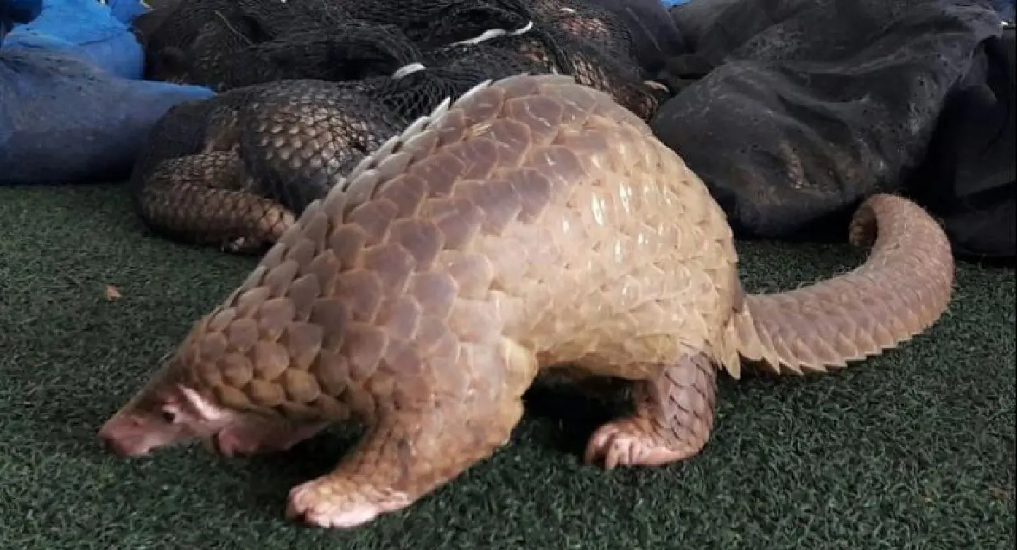 Smuggled pangolin seized in Pran Buri Smuggled pangolin seized in Pran Buri