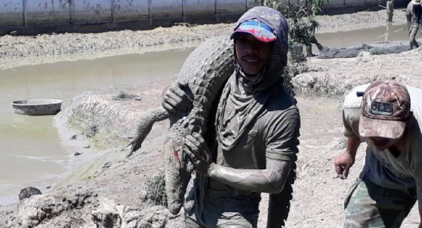 Songkhla villagers on high alert after mass crocodile escape Songkhla villagers on high alert after mass crocodile escape