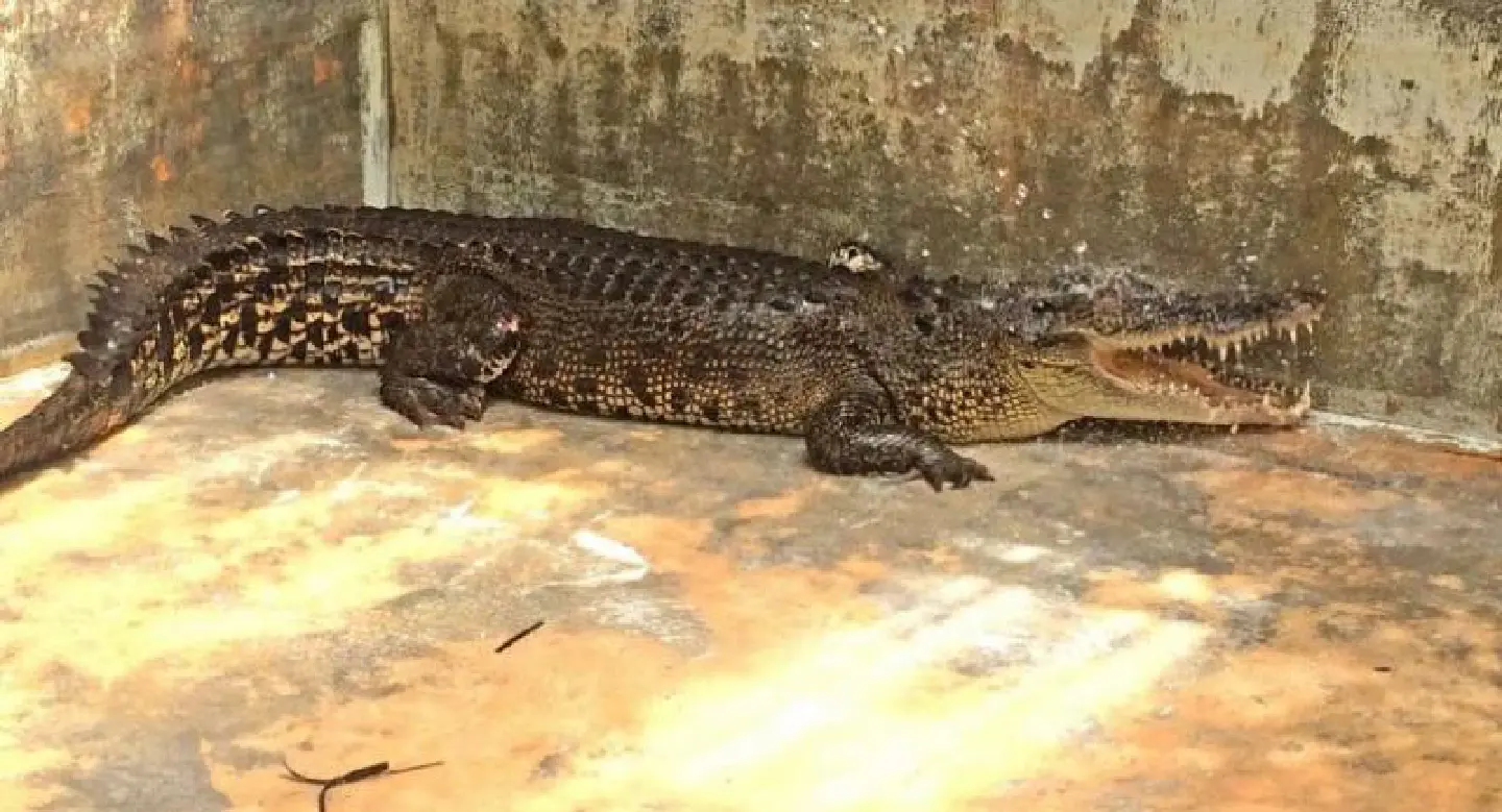 Bang Tao crocodile has a name