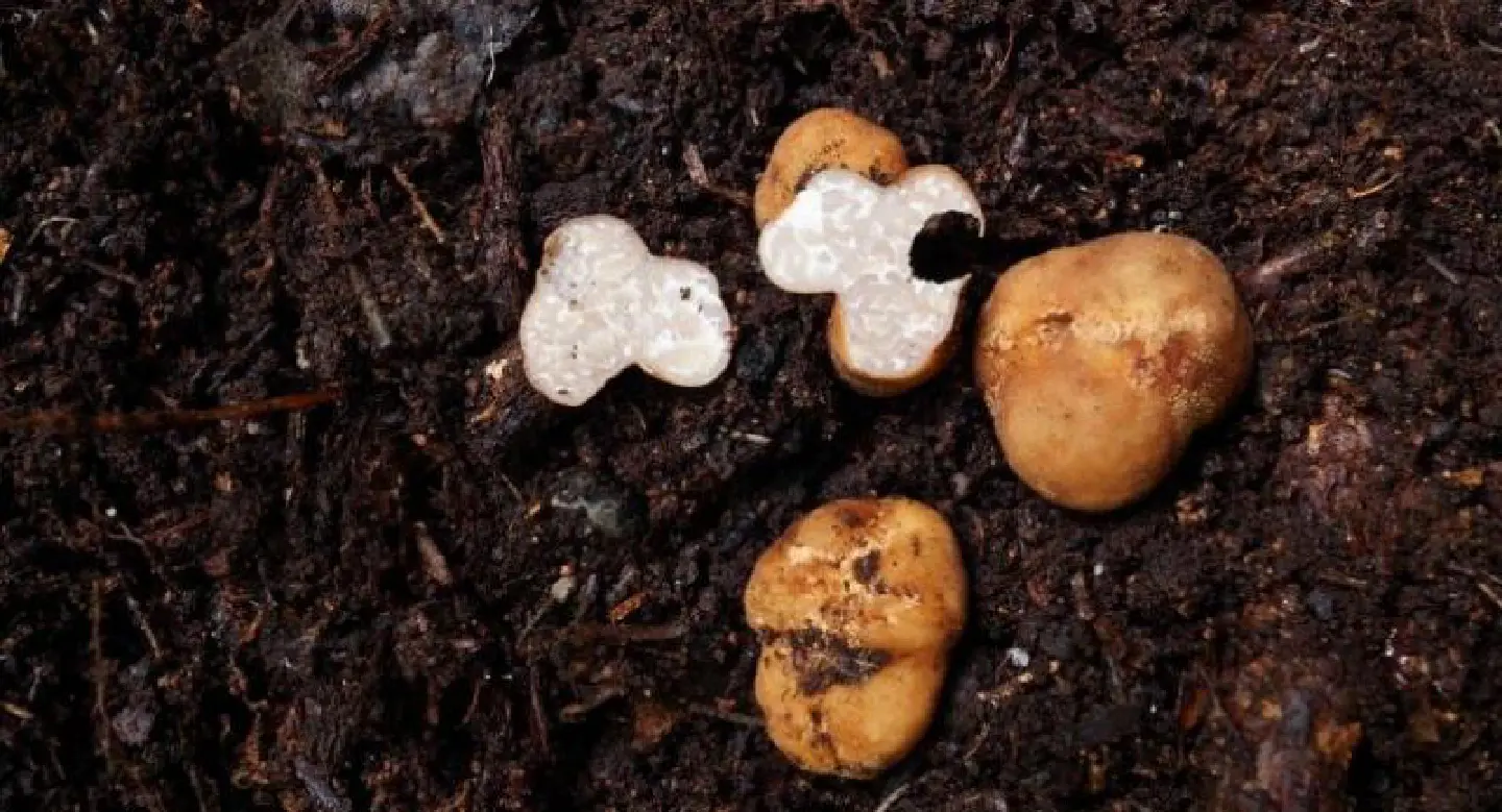 Scientists sniff out Thailand's first truffle species