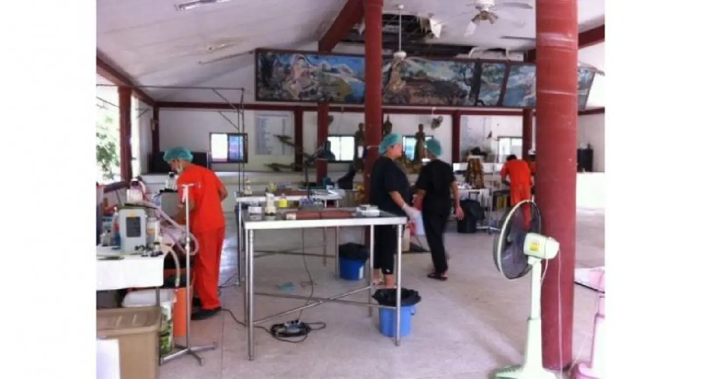 Soi Dog Foundation expands canine sterilisation, vaccination programme Soi Dog Foundation expands canine sterilisation, vaccination programme