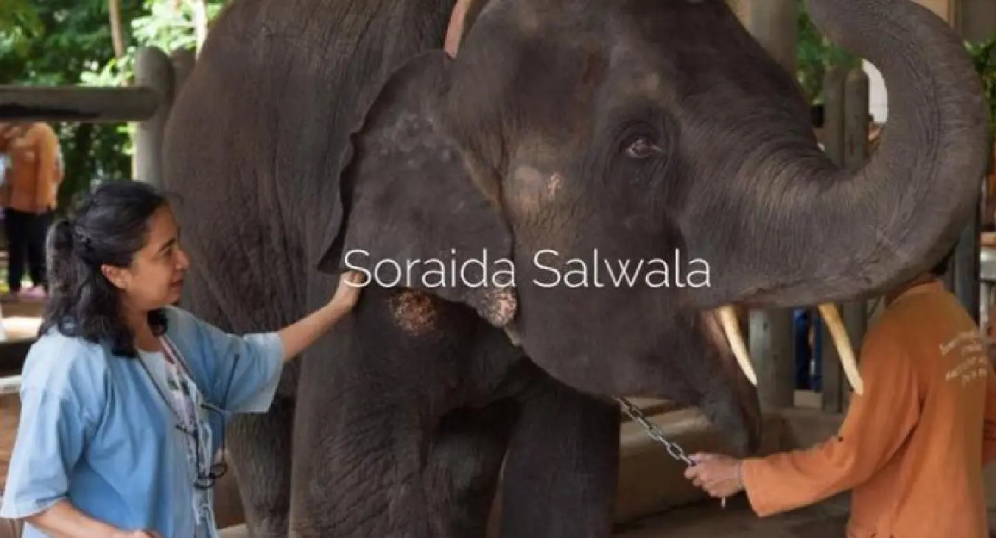Elephant foundation founder resigns after recent troubles Elephant foundation founder resigns after recent troubles