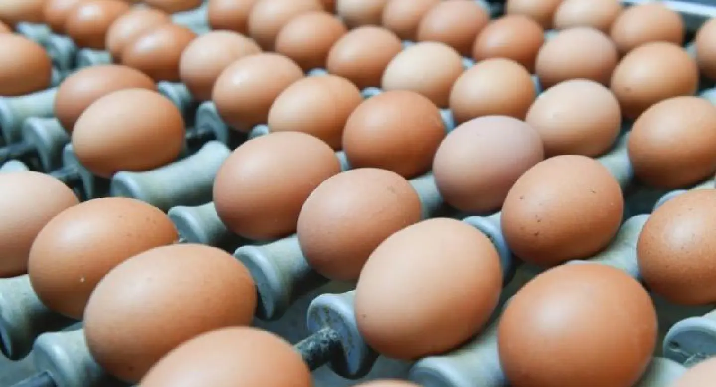 One French farm found with tainted eggs: minister One French farm found with tainted eggs: minister