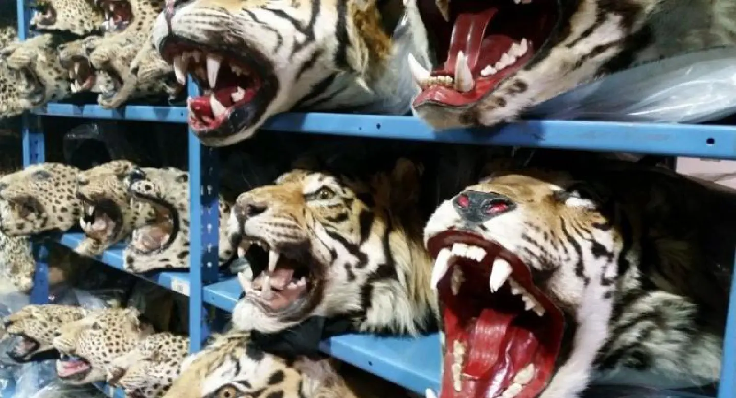 Consumers are key to end trafficking in wildlife, says Surasak Consumers are key to end trafficking in wildlife, says Surasak