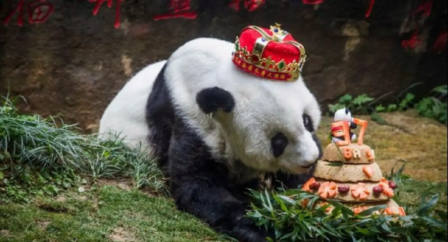 Bye bye Basi: World's oldest captive panda dies Bye bye Basi: World's oldest captive panda dies