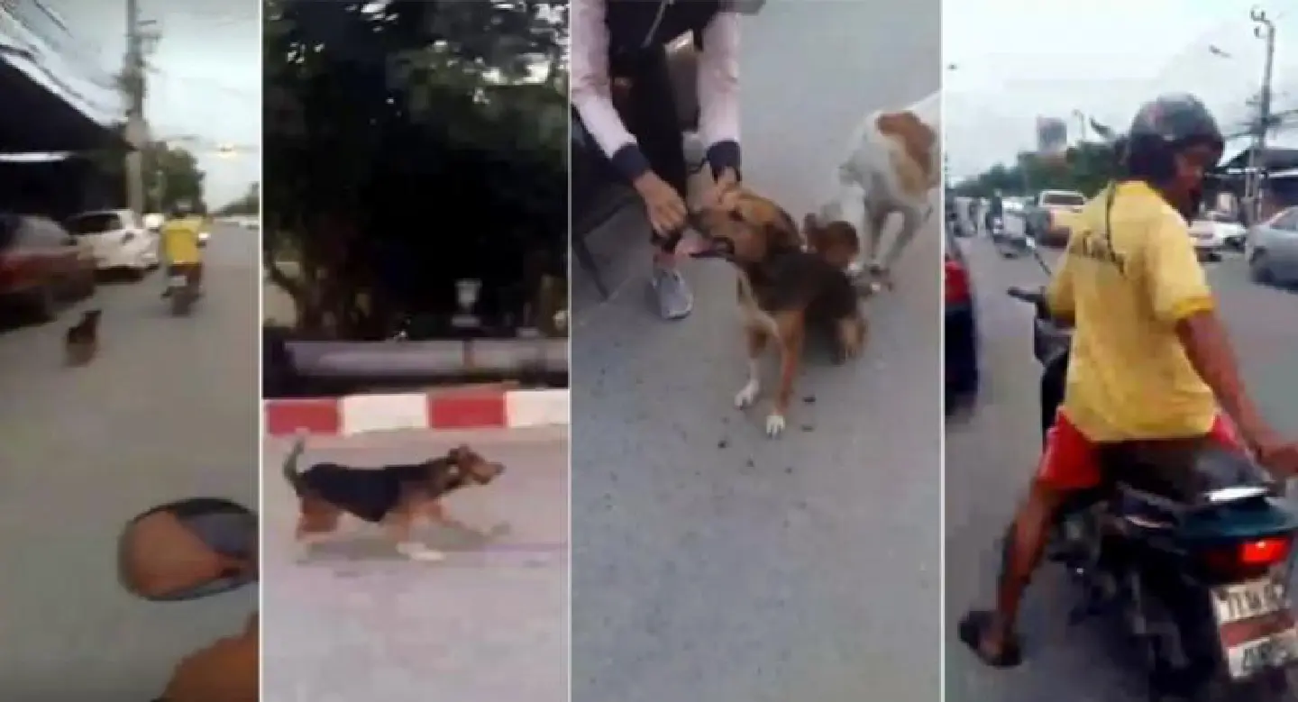 Man arrested for dragging dog behind speeding bike Man arrested for dragging dog behind speeding bike