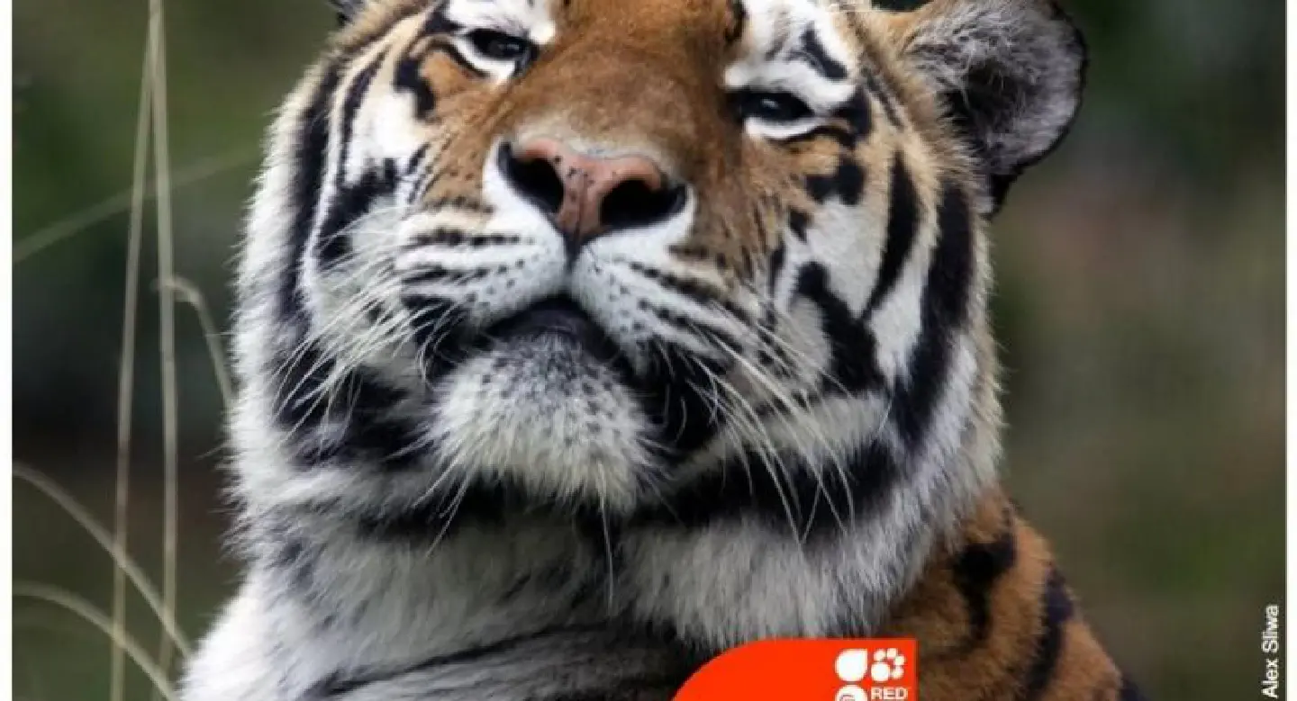 Fresh bid to tackle illegal wildlife trade Fresh bid to tackle illegal wildlife trade