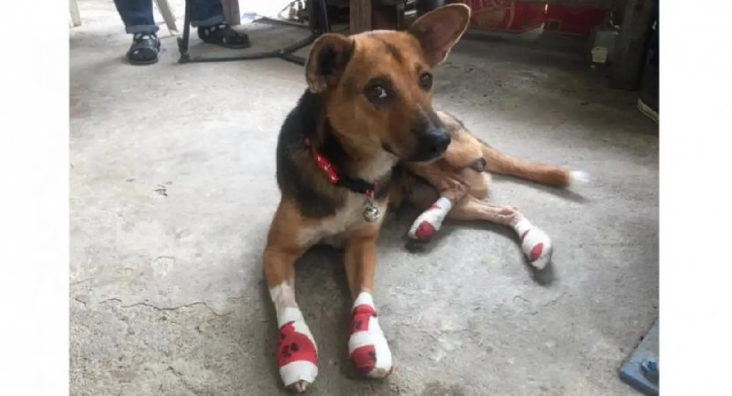Man sentenced to jail, fined for animal cruelty Man sentenced to jail, fined for animal cruelty