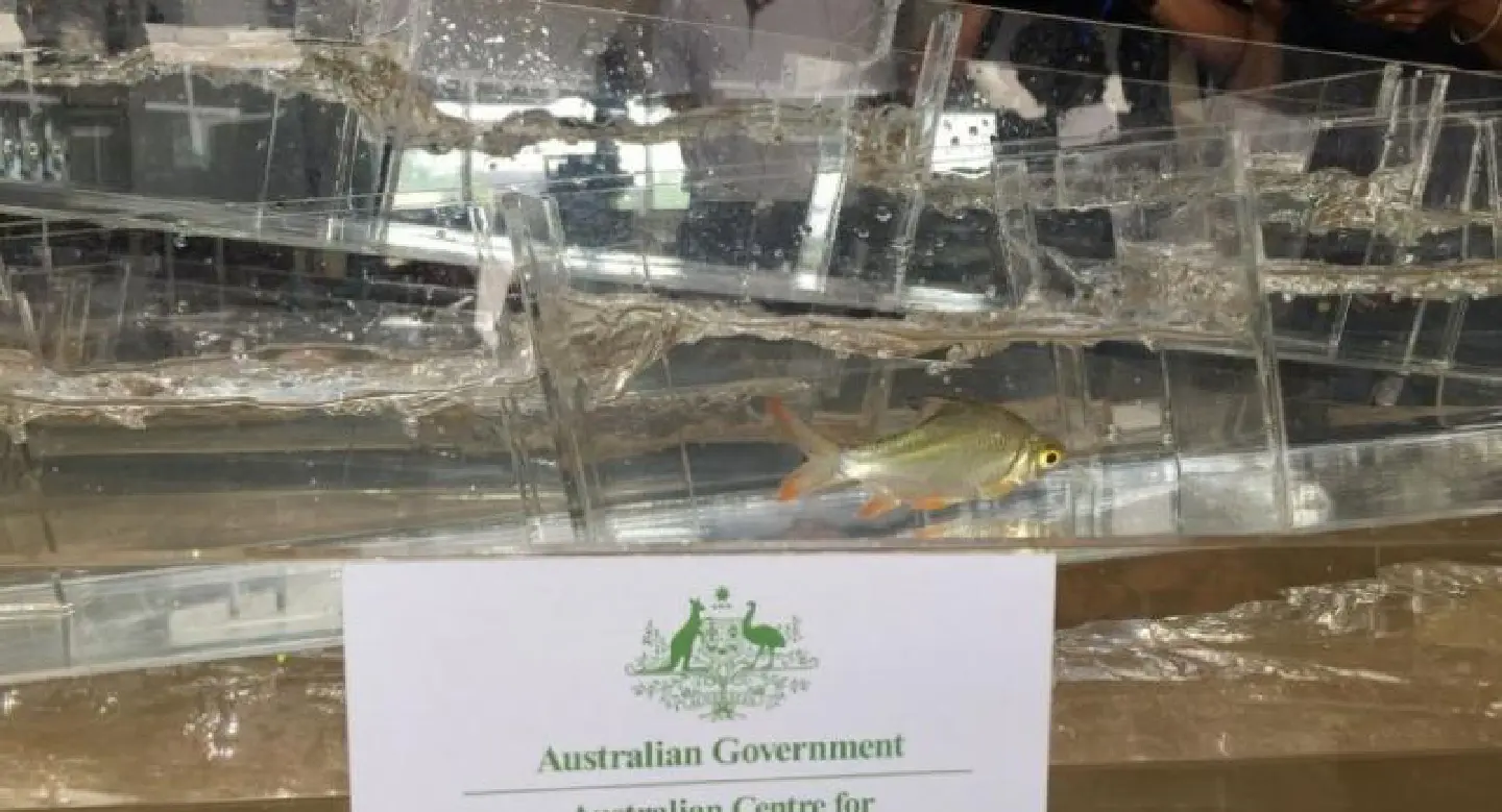 Dispute over fish ladders to save species Dispute over fish ladders to save species