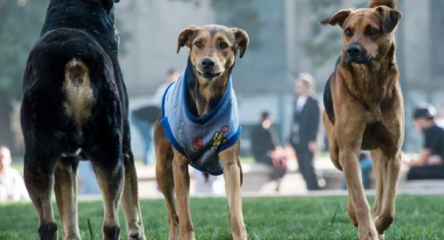 Chinese man investigated for cutting 'noisy' dogs' vocal cords Chinese man investigated for cutting 'noisy' dogs' vocal cords