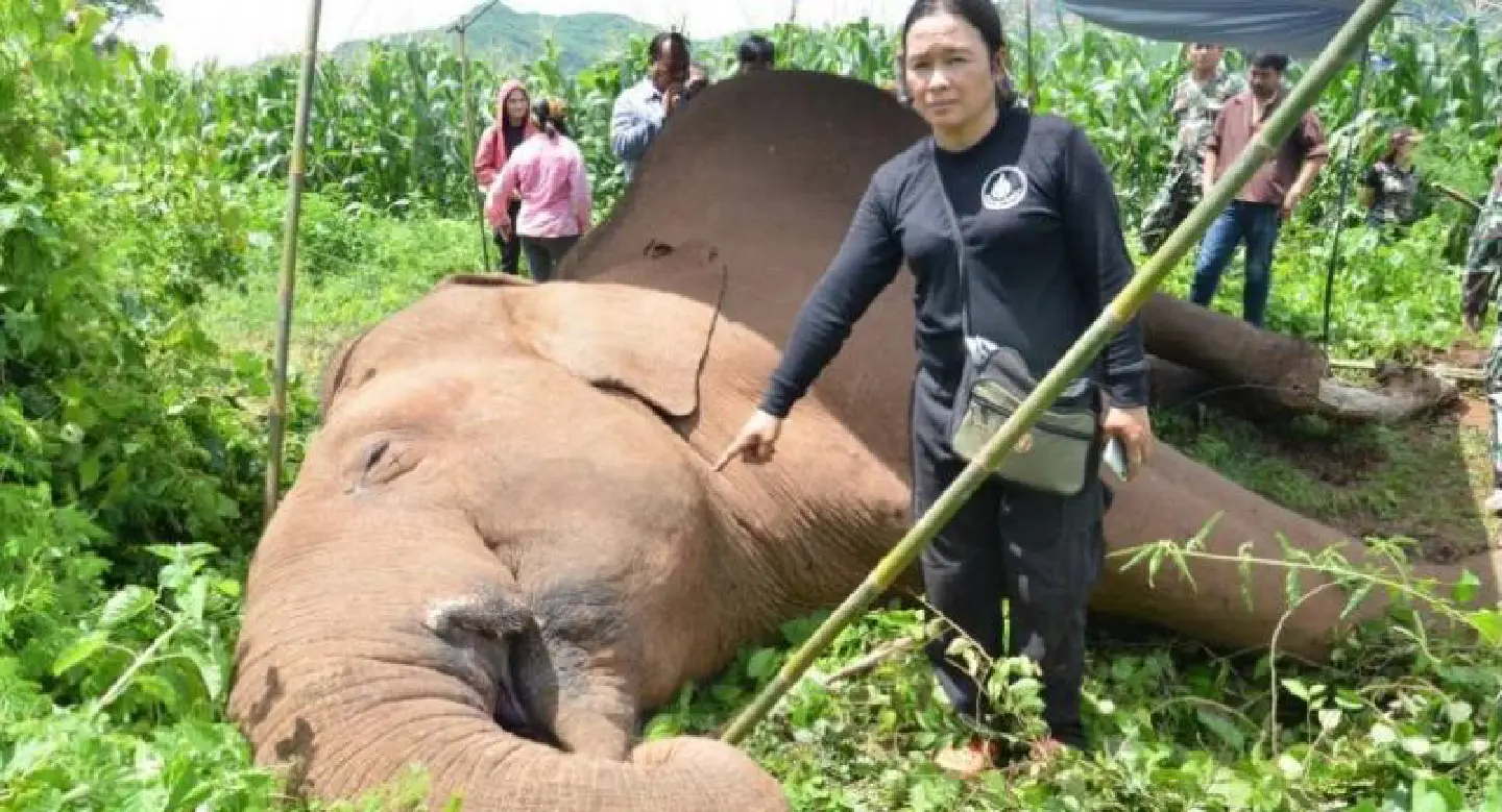 Farmer faces charges after wild elephant fatally electrocuted Farmer faces charges after wild elephant fatally electrocuted
