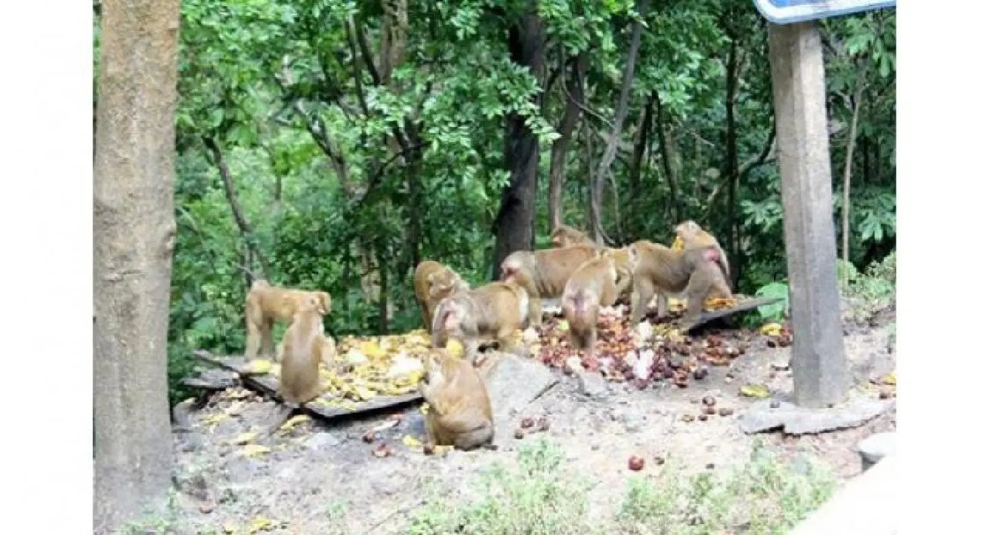 Phuket to deport troublesome monkeys, reducing indigenous populations Phuket to deport troublesome monkeys, reducing indigenous populations