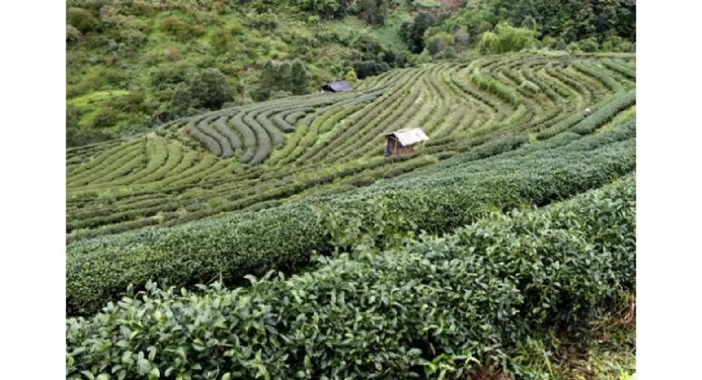 Early bird choices to Phuket, Chiang Mai Early bird choices to Phuket, Chiang Mai