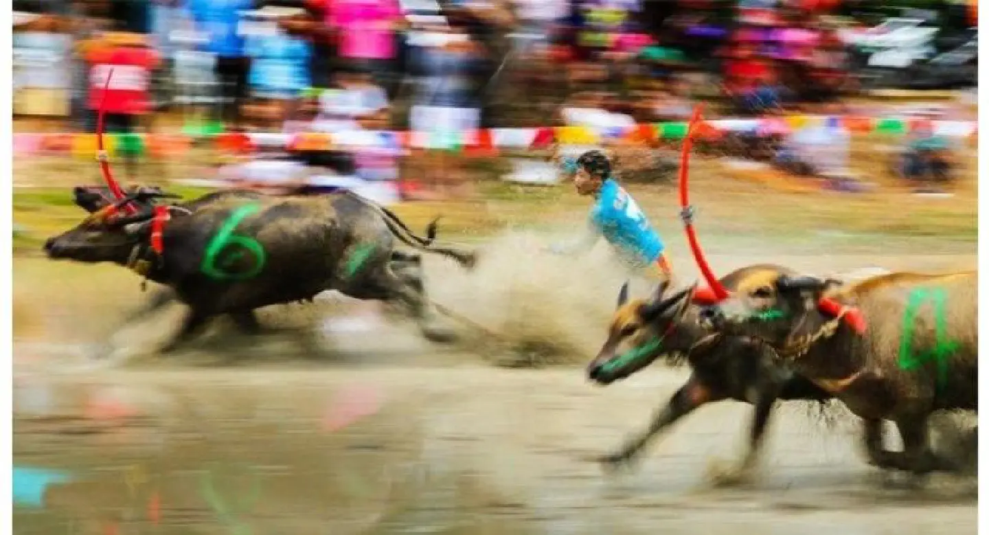Horns 'n' hoofs ablur at Chonburi's Buffalo Racing Festival Horns 'n' hoofs ablur at Chonburi's Buffalo Racing Festival