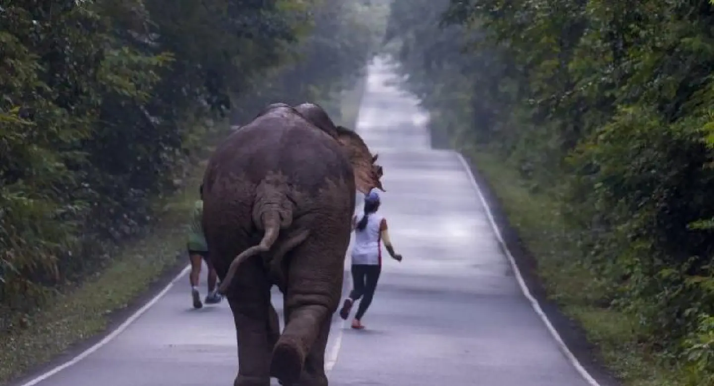Selfie-craze almost costs runners their lives as elephant sees red Selfie-craze almost costs runners their lives as elephant sees red