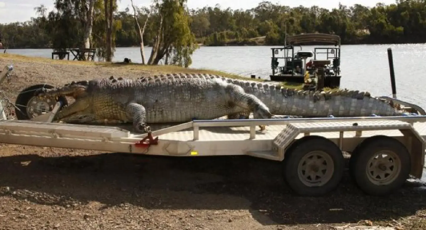 Australian police hunt killer of giant crocodile Australian police hunt killer of giant crocodile