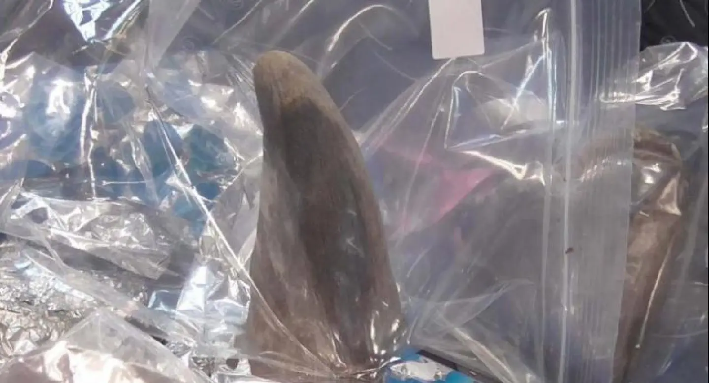 Rhino-horn smugglers arrested at airport Rhino-horn smugglers arrested at airport