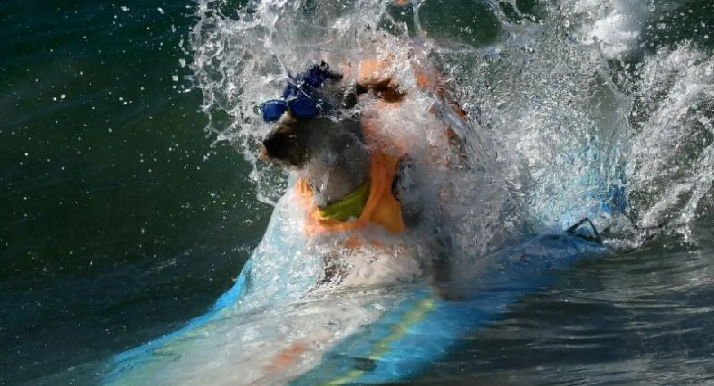Surf City Surf Dog competition Surf City Surf Dog competition