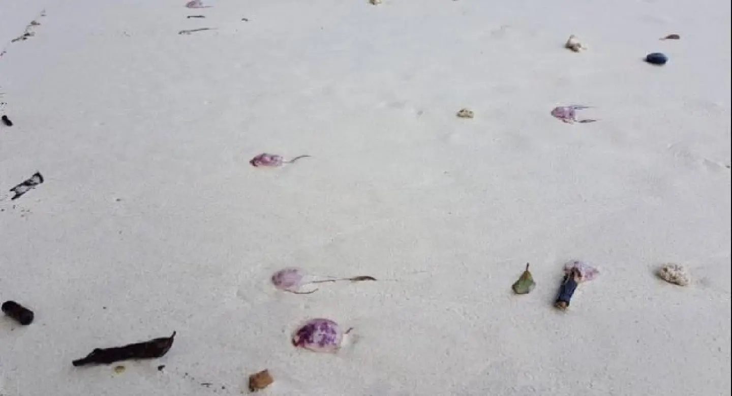 Fire jellyfish warning for Phi Phi beaches Fire jellyfish warning for Phi Phi beaches