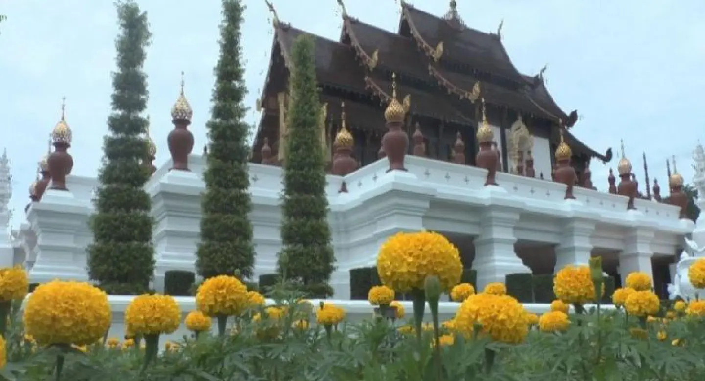 Yellow flowers bloom in honour of King Rama IX Yellow flowers bloom in honour of King Rama IX