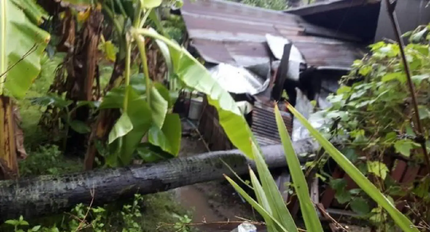 Near miss for elderly Lampang women as tree crushes home Near miss for elderly Lampang women as tree crushes home