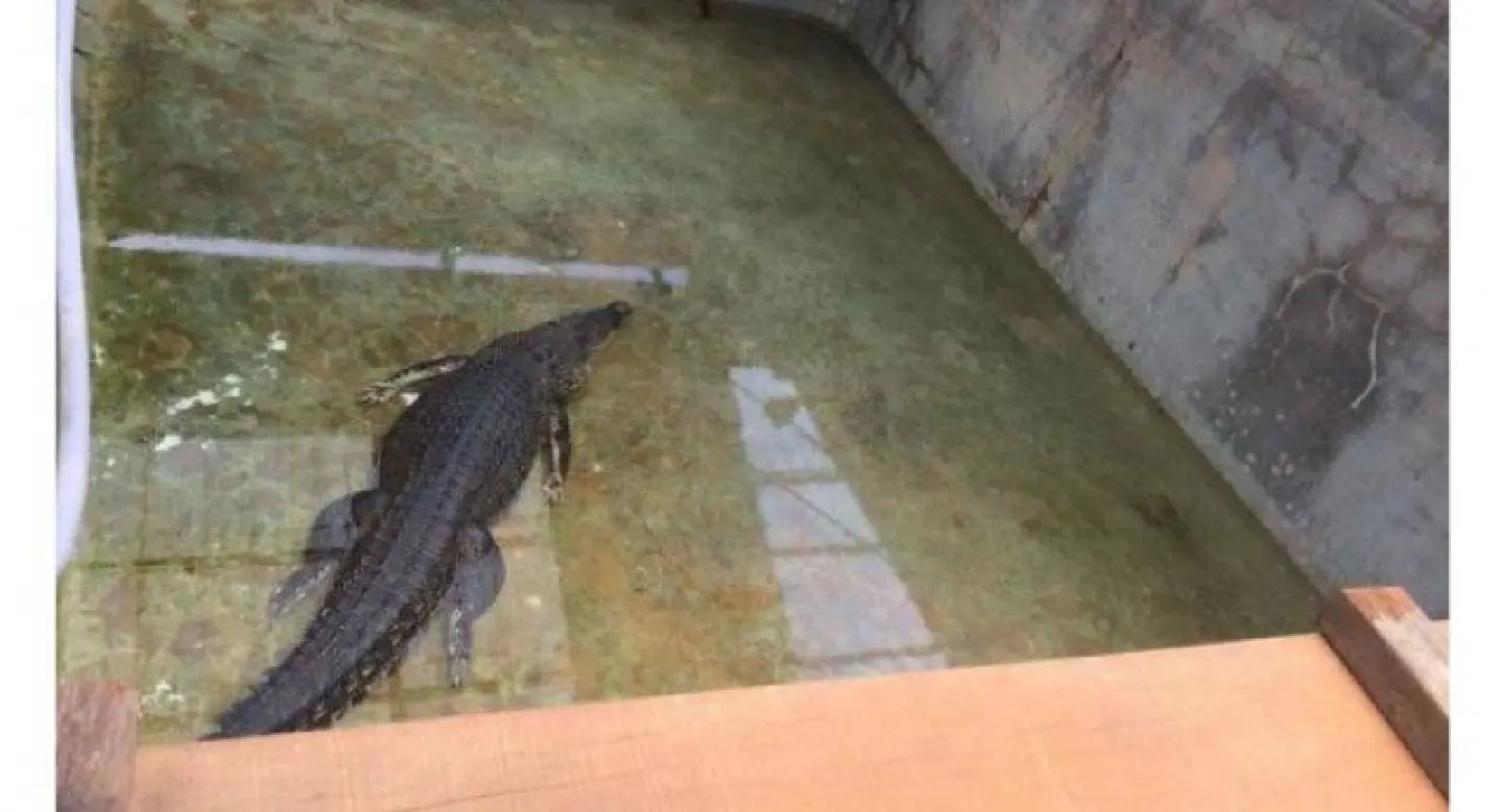 Laypang, Phuket’s star croc, has finally started to eat
