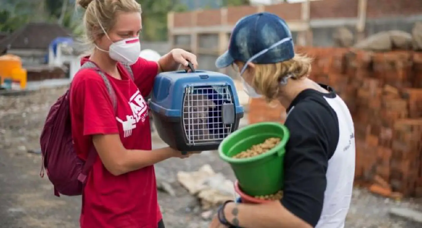 Rescuers race to save animals from Bali volcano Rescuers race to save animals from Bali volcano
