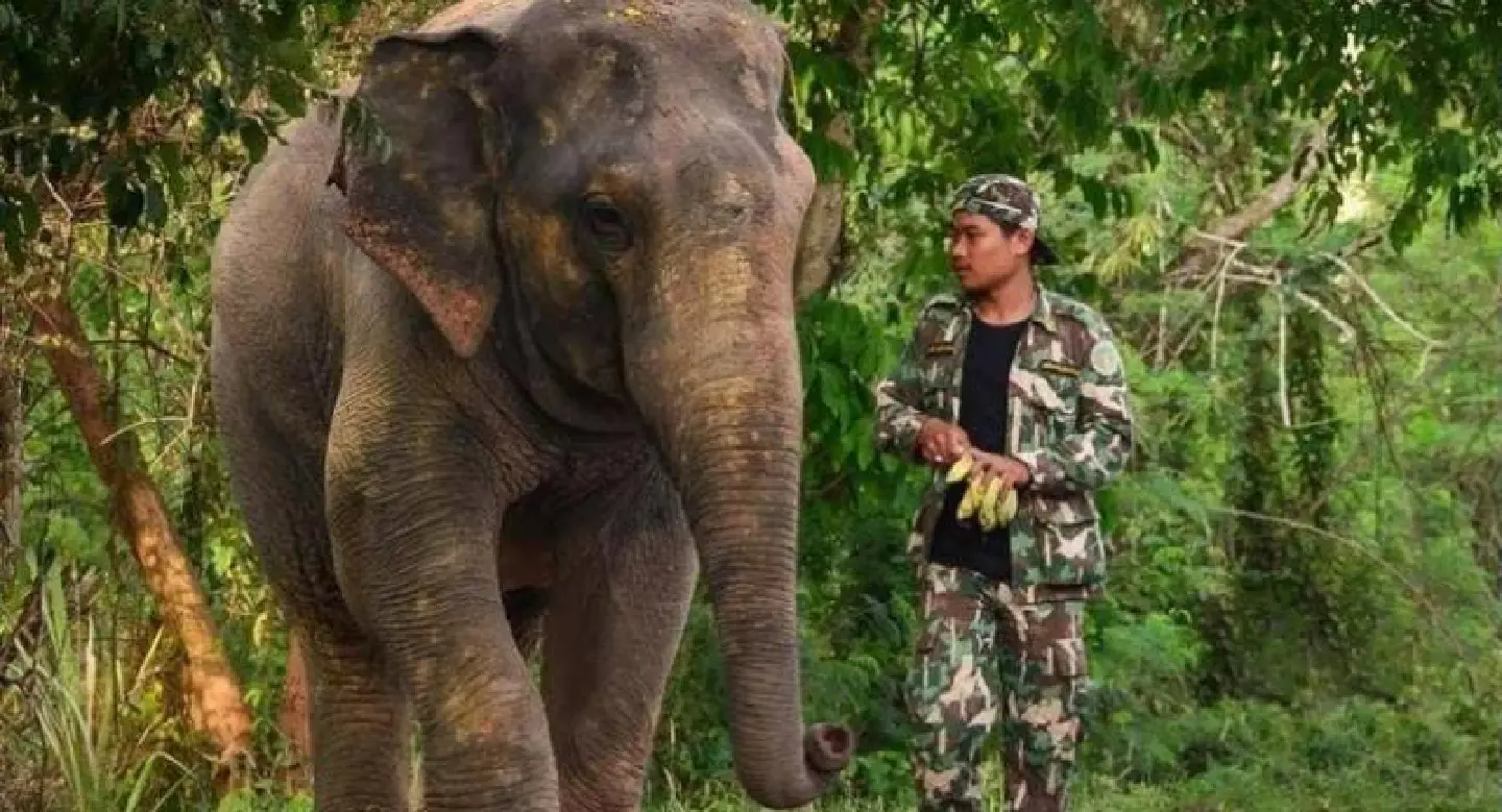 Humans must learn to live with elephants, say experts 