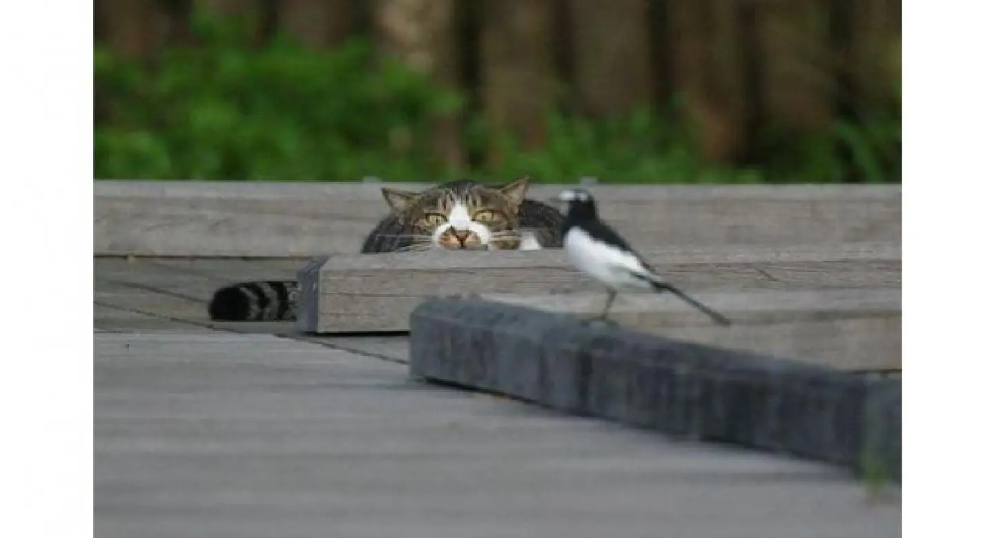 Cats kill one million birds a day in Australia Cats kill one million birds a day in Australia